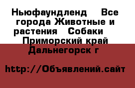 Ньюфаундленд  - Все города Животные и растения » Собаки   . Приморский край,Дальнегорск г.